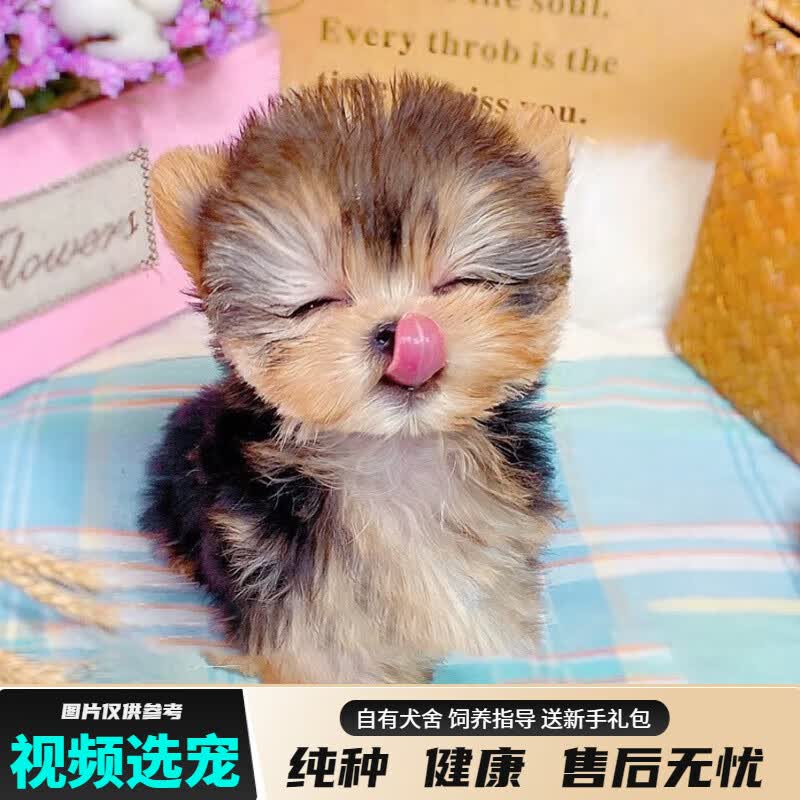 宠六福纯种约克夏幼犬宠物狗狗活体小狗活物幼崽小型犬茶杯犬 宠物级