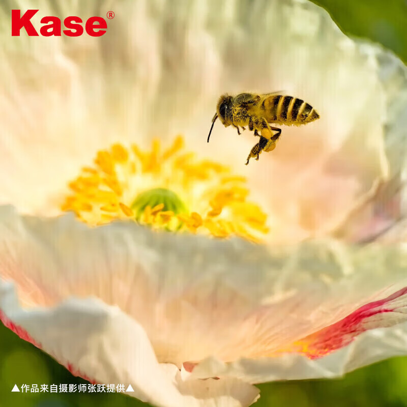 卡色（Kase）手机微距Pro镜头 昆虫花草首饰背景虚化适用于华为苹果iPhone小米三星荣耀OV等手机（含手机夹）