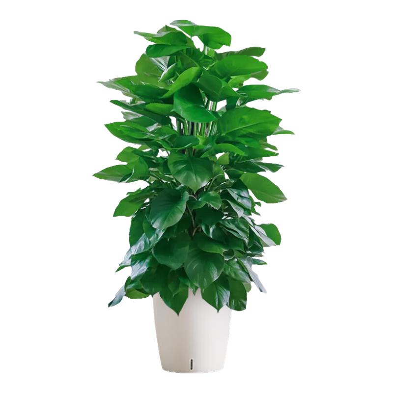 �����д�Ҷ���������Կ���������ֲ�칫���ڳ���ȩ������������Դͷֱ�� 398Ԫ