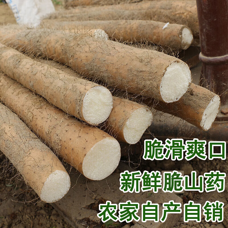 虎钢馋蔬菜山药新鲜山药粗大湖北脆山药3/5斤襄阳长毛水山药淮山菜