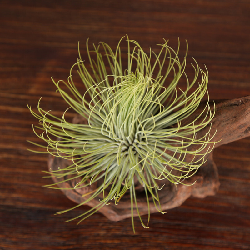 空气凤梨 无土栽培空气中生长创意花卉室内桌面小型盆景多肉花卉盆栽