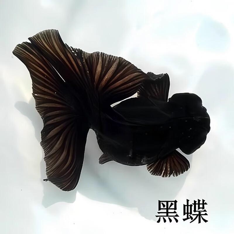 aipharow精品熊猫蝶尾金鱼活鱼龙睛黑白观赏鱼淡冷水小金鱼好养耐活易