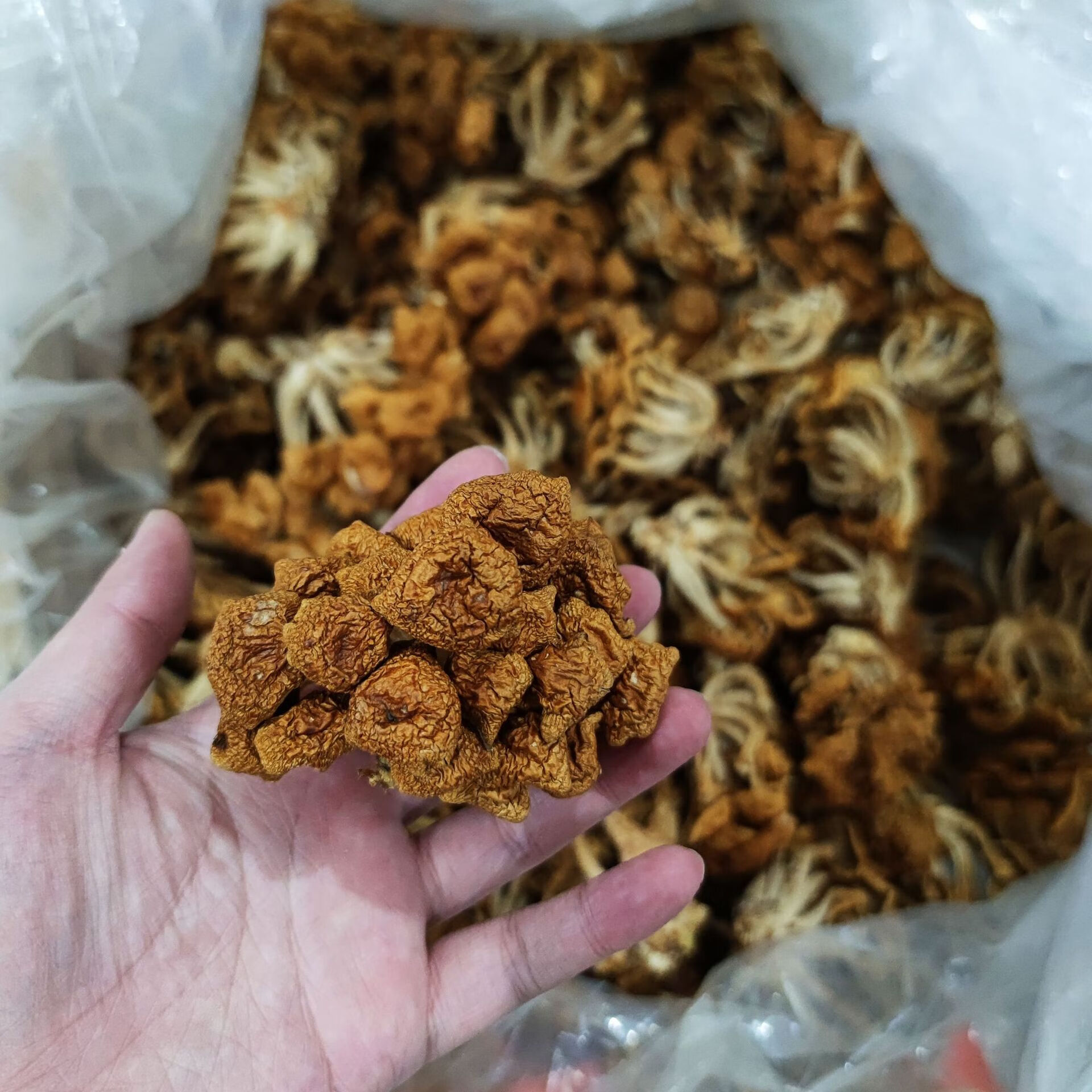 秋沐古田滑子菇干货滑子蘑菌菇滑菇古田食用菌农产品批发源头厂家