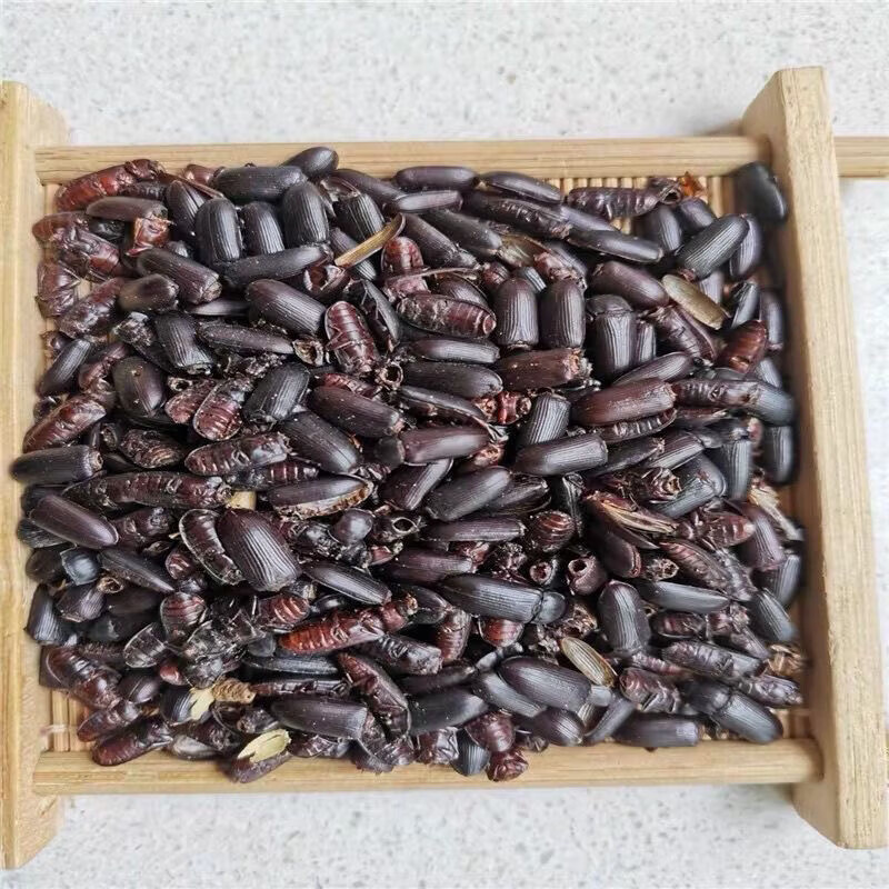 中药材原材料磕头虫 叩头虫 咯嘣虫 膈膊虫非 中药红娘芫青 50克