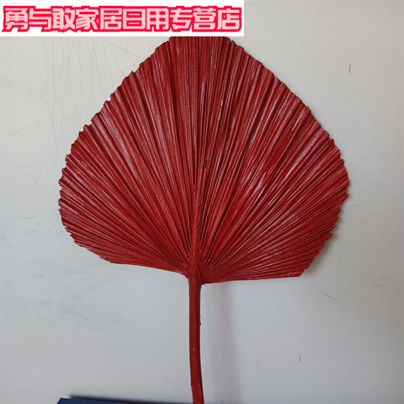 彩色刷漆婚庆蒲扇叶彩色干花束插制作蒲葵叶子婚礼道具装饰 红色