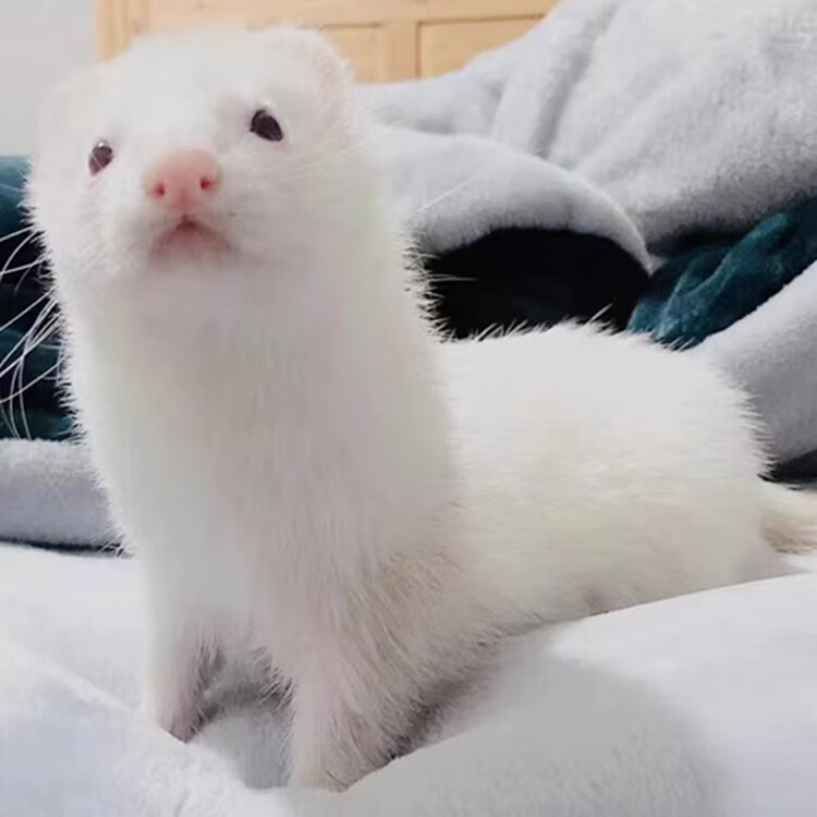 宠物貂幼崽雪貂安格鲁貂白貂活物玛雪儿活体萌宠幼体活宠小龙貂
