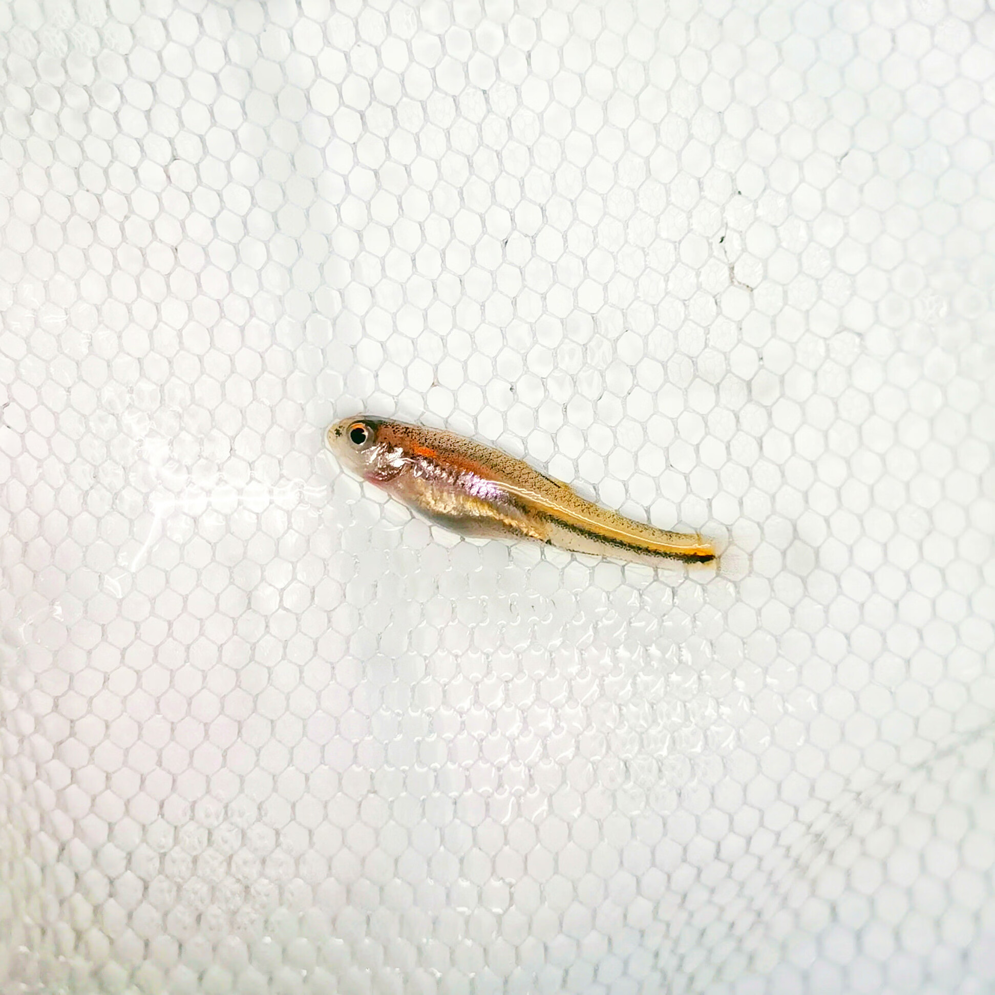 紫光精灵鱼幻彩霓虹多彩灯鱼原生冷水耐寒淡水北美小型观赏鱼活体 2