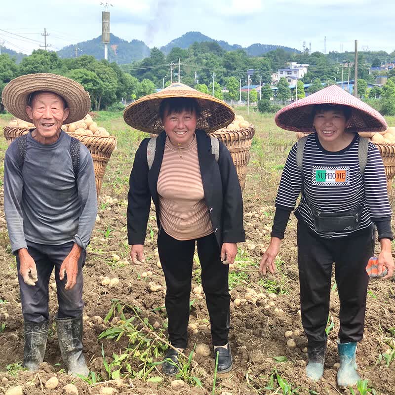 黔婆婆【今年新货】黄心土豆新鲜当季农家自种沙地粉糯黄心鲜土豆马铃薯 【黄皮土豆现挖新货】重9斤