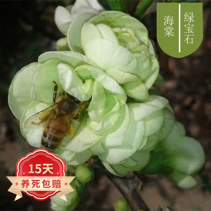 室内外观花绿植物庭院阳台地栽四季开花耐寒植物 绿宝石 7年苗盆景苗