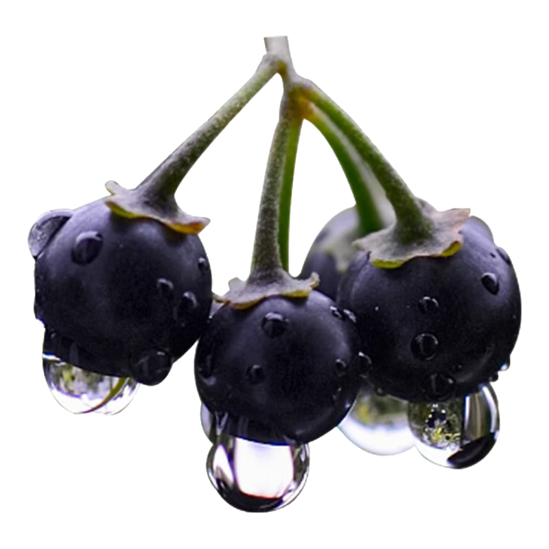 ٺ ҰѿʳҩļﶬֲͥҰ ϺҰ500 