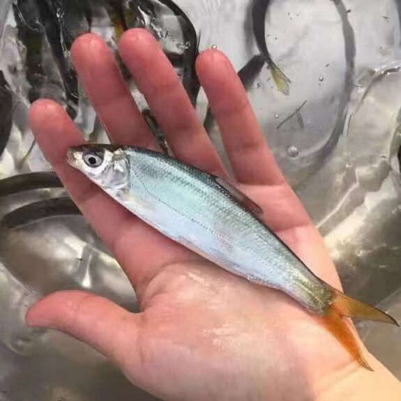 黃尾鲴魚黃尾魚黃姑子淡水養(yǎng)殖冷水魚凈化水質(zhì)清潔魚 黃尾魚2-3厘米10條+6條