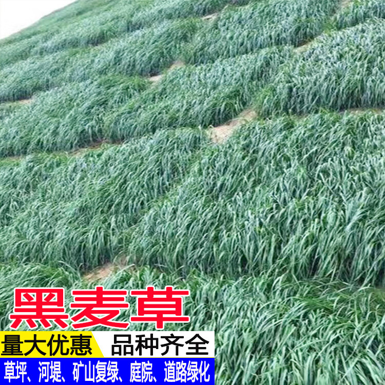 草籽护坡固土耐寒复绿快四季青工程绿化高羊茅草籽 黑麦草包衣种子1斤