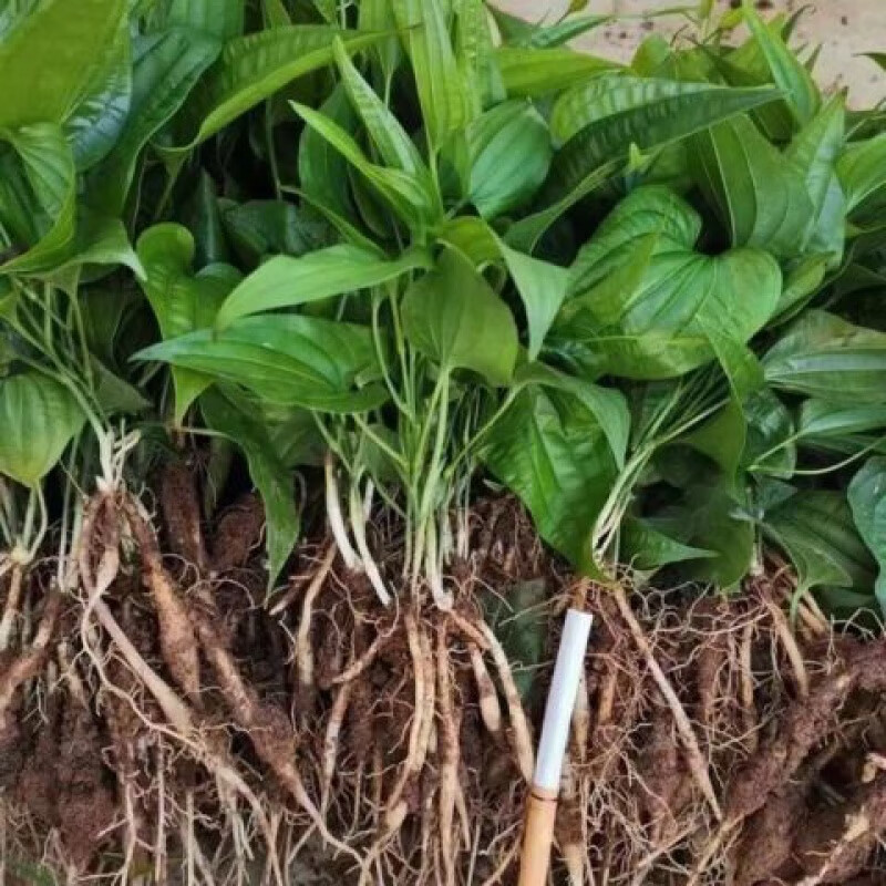 哒琳北北云南百部种子红花对叶中药材紫花白花中草药百步种籽 百步