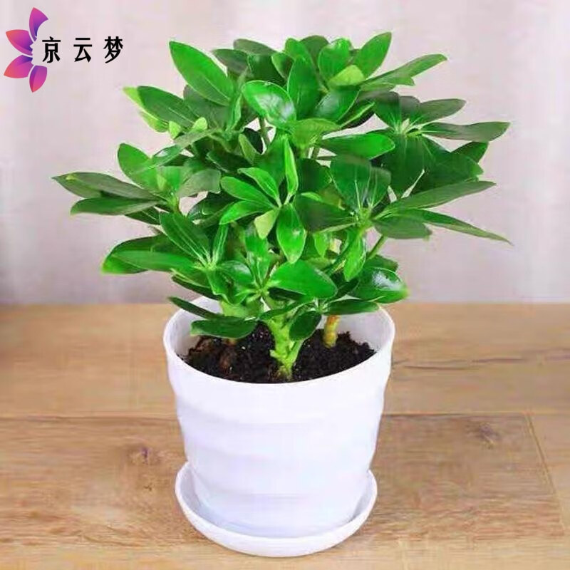 种花迷花卉植物办公室内桌面水培小绿植好养易活驱蚊盆栽净化空气/七