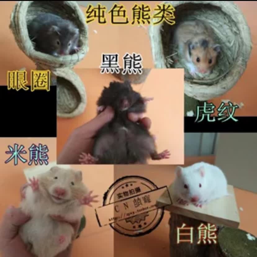 金丝熊活物已打疫苗长毛黑黄波利米熊肉桂纯银虎纹卷毛仓鼠活体 随机