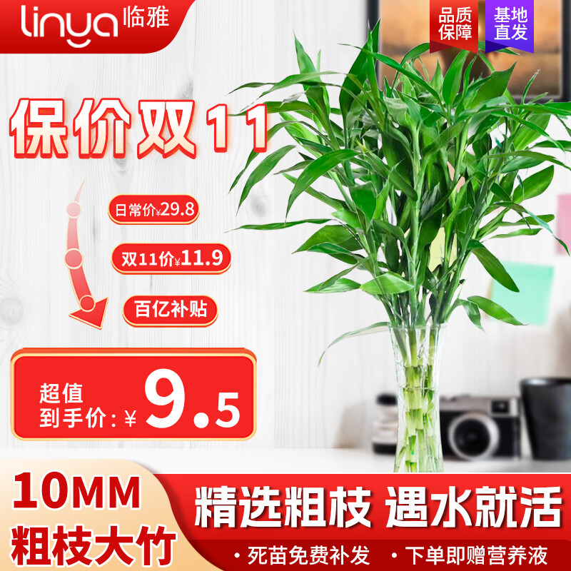 临雅富贵竹水培植物转运竹绿植室内好养盆栽观音竹客厅招财发财树鲜花 10mm粗枝富贵竹70-80厘米10棵 不含盆怎么看?