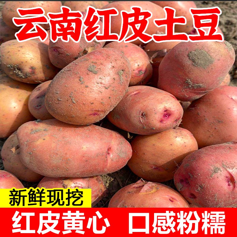 山海言云南土豆新鮮現(xiàn)挖紅皮黃心土豆小土豆種子洋芋農(nóng)家自種批發(fā)馬鈴薯 中土豆 5斤 精選裝 紅皮黃心