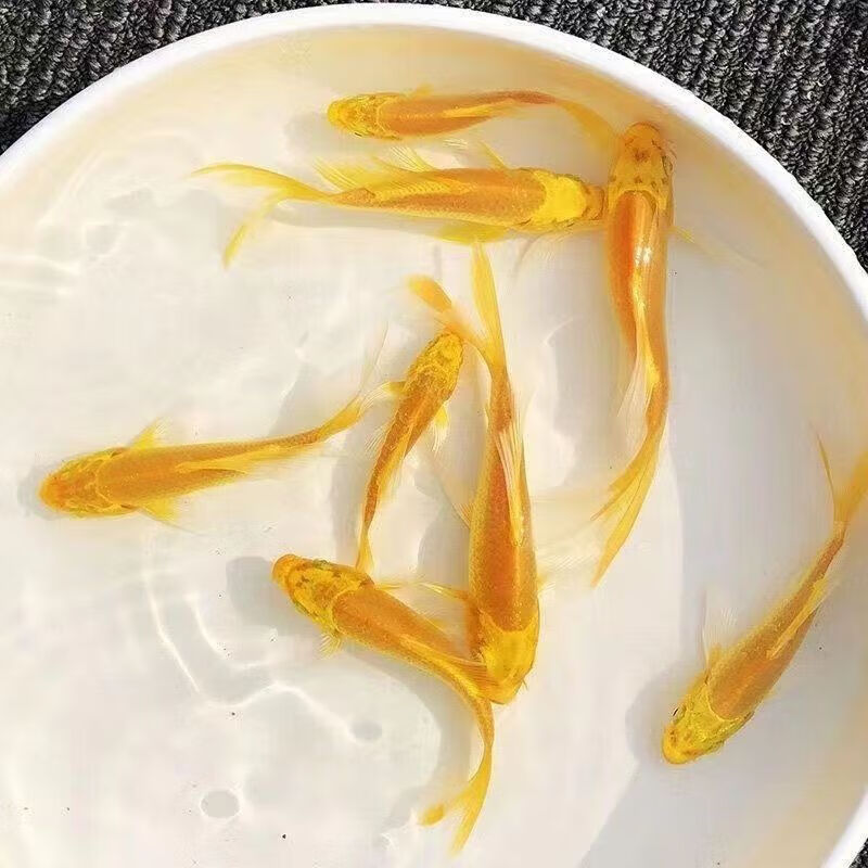 墨之瑶黄金锦鲤招财风水鱼龙凤锦鲤金鱼草金活鱼好养耐活锦鲫冷水观赏