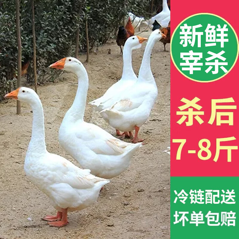 �������� ũ��ɢ����׶���ֻ �����䶳�����۶����� ������� ��쾻��7-8�� 69.8Ԫ