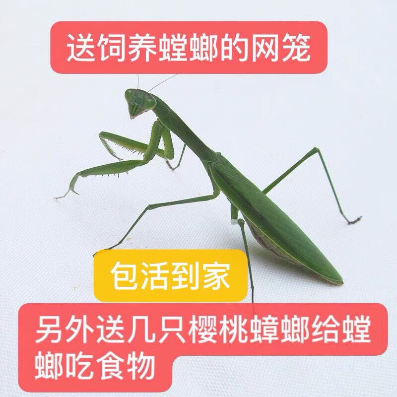 中华大刀螳螂圆盾螳螂兰花幽灵广斧宠物卵夹虫