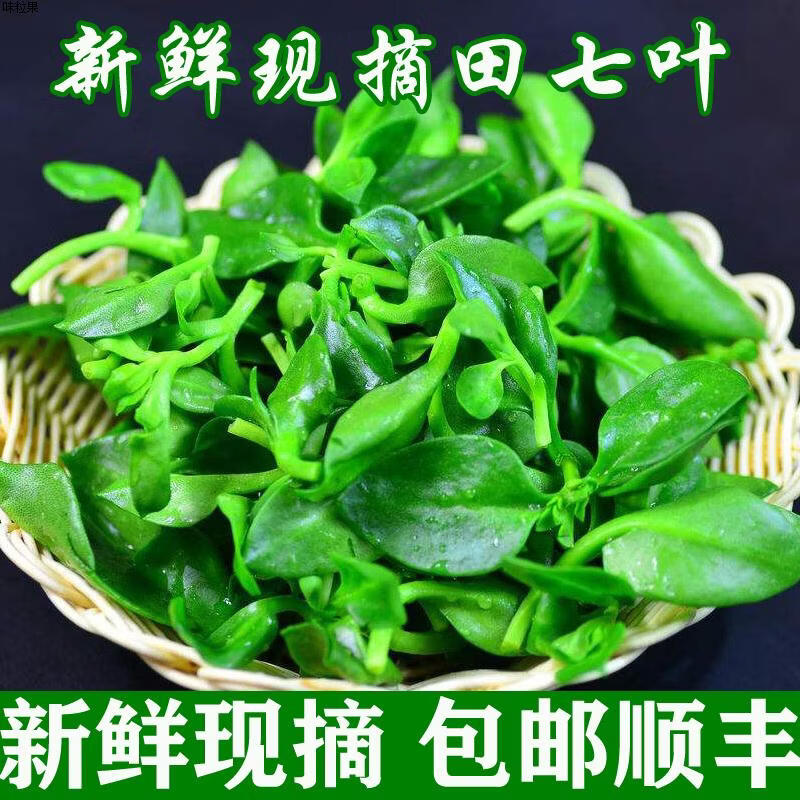 教蔬鲜生田七叶新鲜现摘3斤蔬菜鲜嫩三七叶子穿心莲牡助农丹吊兰冰草