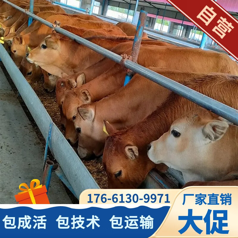 鲁西黄牛活牛活体出售小牛犊改良肉牛犊子牛苗小黄牛幼崽牛仔养殖