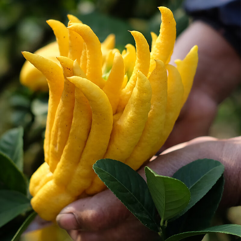 星云湖金华佛手果佛手柑香橼 现摘现发带枝条 食用观赏闻香清供佛手 【食用果】（果形大小颜色随机丨称重发货）1斤