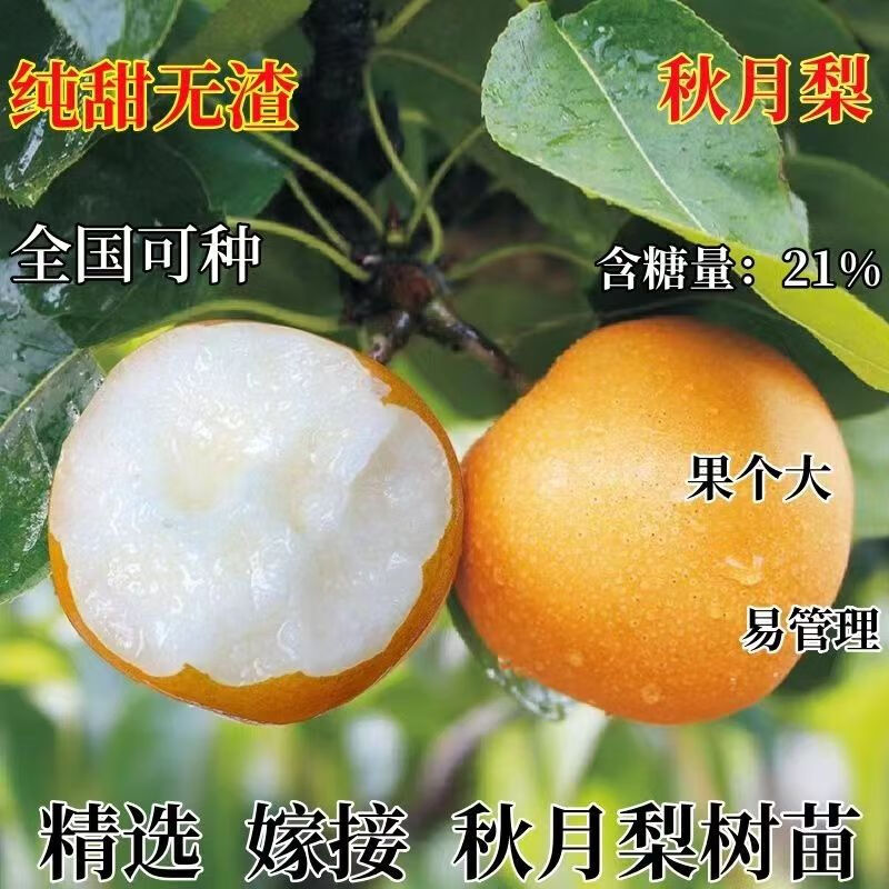 大果秋月梨树苗嫁接新品种爆甜南方北方种植耐寒盆栽地栽当年结果 大