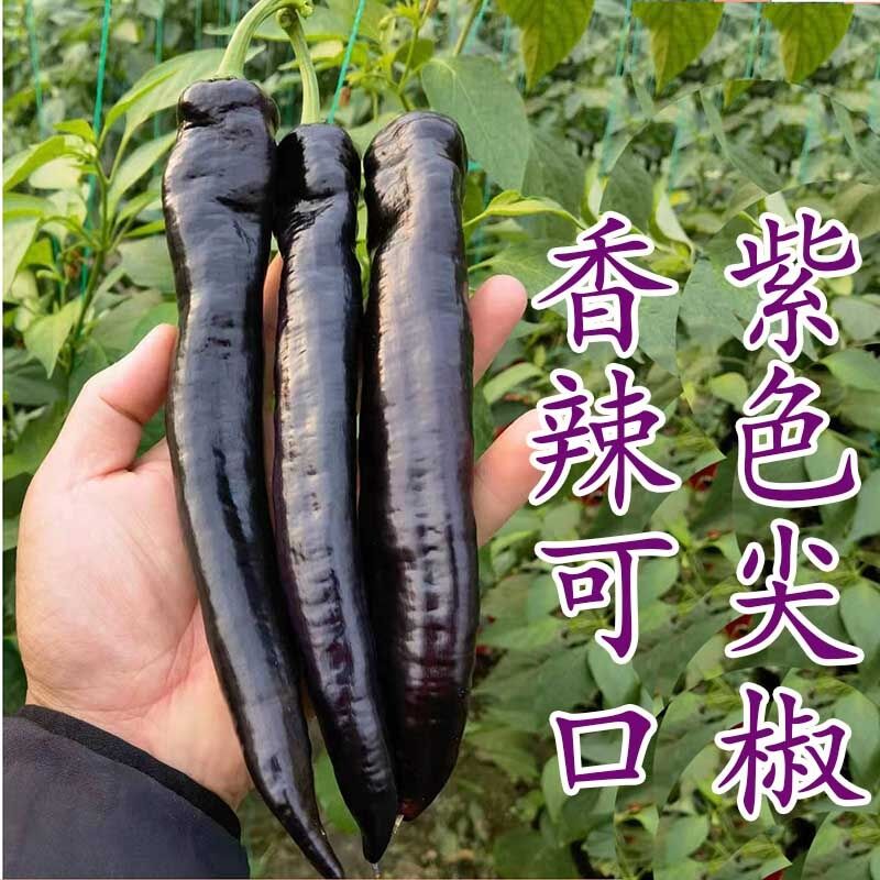 紫色羊角椒种子特色紫黑色尖椒种籽花青素四季蔬菜薄皮 紫色辣椒种子