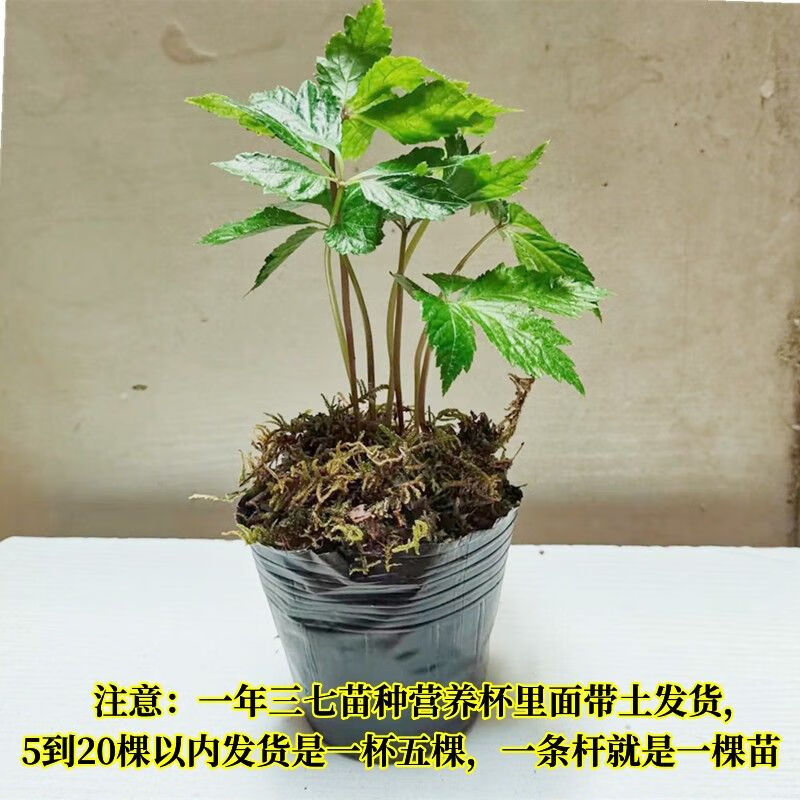 正宗云南文山1年生三七苗2年三七田七苗幼苗药材苗三七种内廷上用