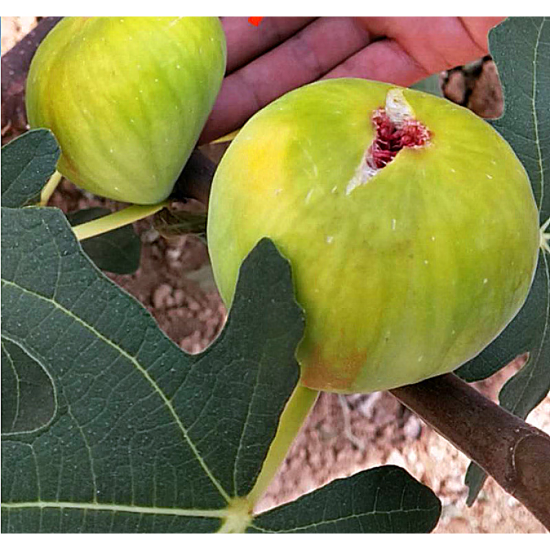 clcey无花果树苗带土当年结果盆地栽南方北方庭院种植无花果大树苗