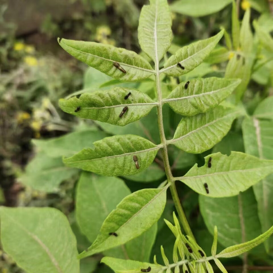 纳学真蝴蝶幼虫活蝴蝶柑橘凤蝶幼虫玉带凤蝶幼虫能够变蝴蝶的幼虫宝宝