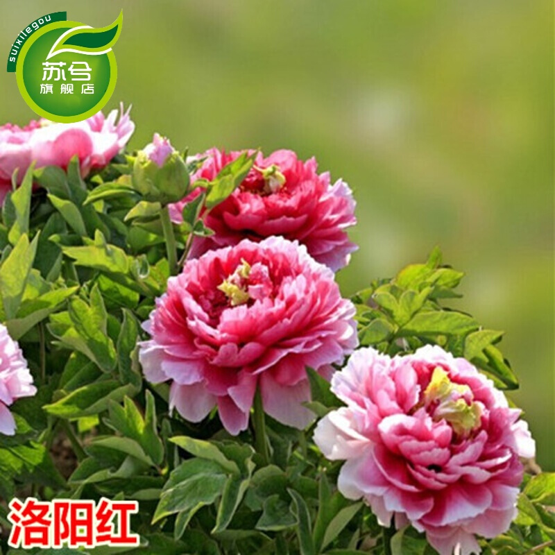 洛阳菏泽花苗盆栽庭院绿植花卉芍药多分枝 7年大苗 当年开花 洛阳红7