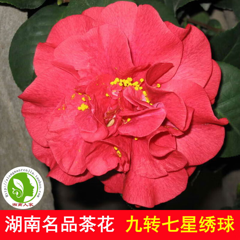 醉春木湖南名品茶花 红绣球九转七星山茶花树苗 小苗大苗带苞绿化工程