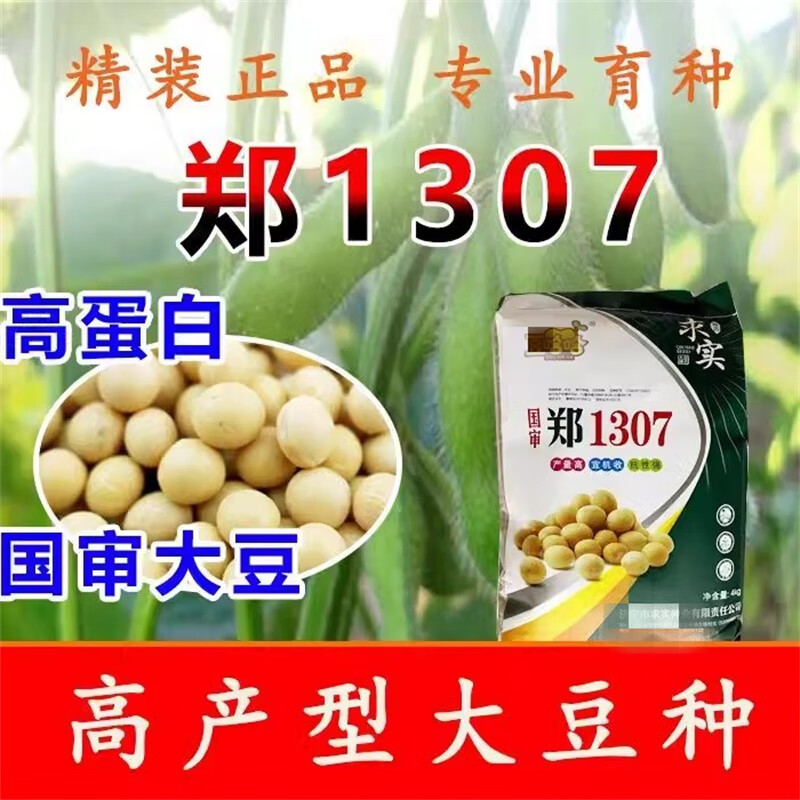 转基因黑脐大豆种籽春夏季大田播农家种瑞豆一号 郑1307黄豆种子500克