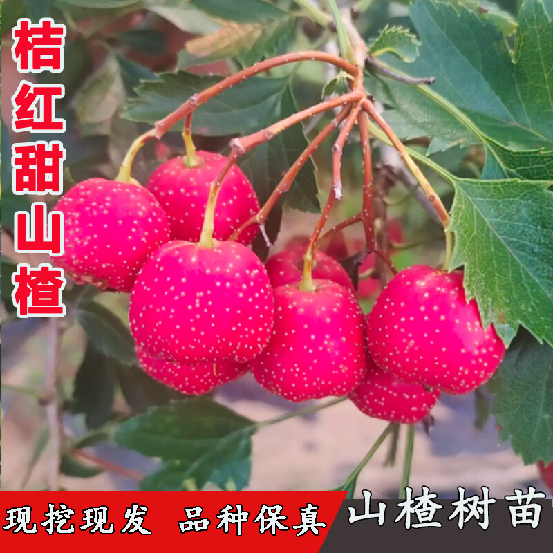 萌妹大果甜口山楂樹活苗果樹苗嫁接金桔紅山楂苗樹苗盆栽地栽當(dāng)年結(jié)果 嫁接脫毒【2年苗】 111cm(含)-140cm(含)