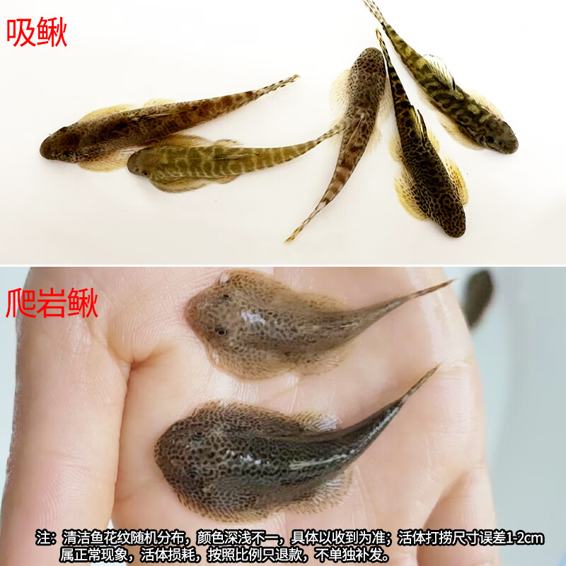 冷水清道夫吸鳅除藻清洁鱼贵州爬岩鳅不加温清缸残渣工具鱼琵琶鱼 3-4