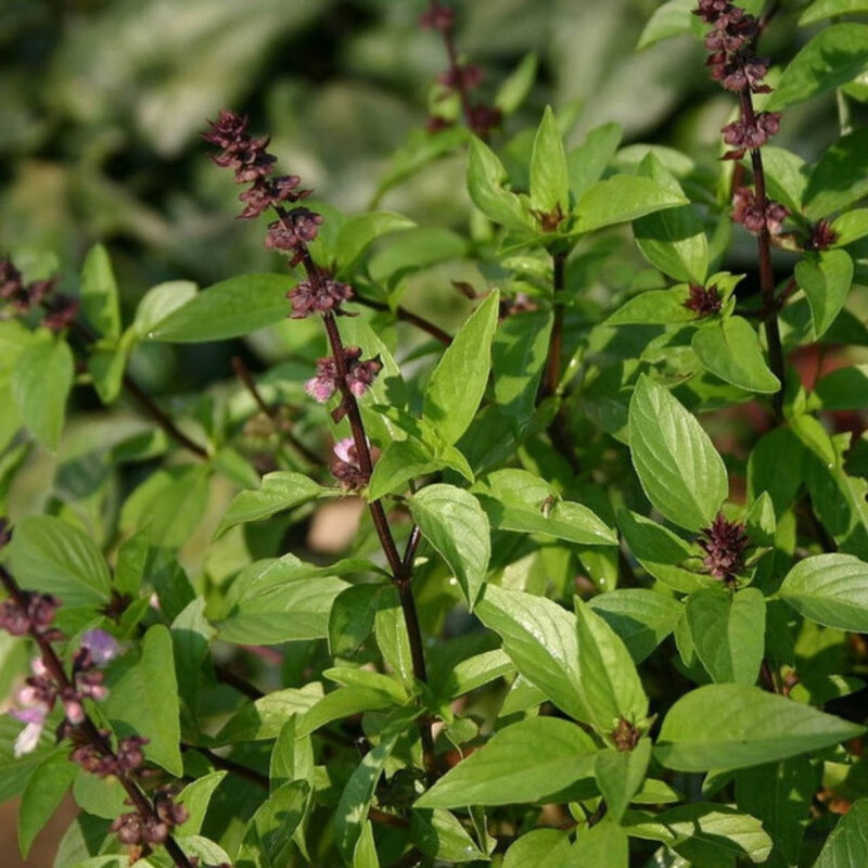 睿格达罗勒盆栽九层塔盆栽红骨九层塔三杯鸡 罗勒盆栽 营养杯苗