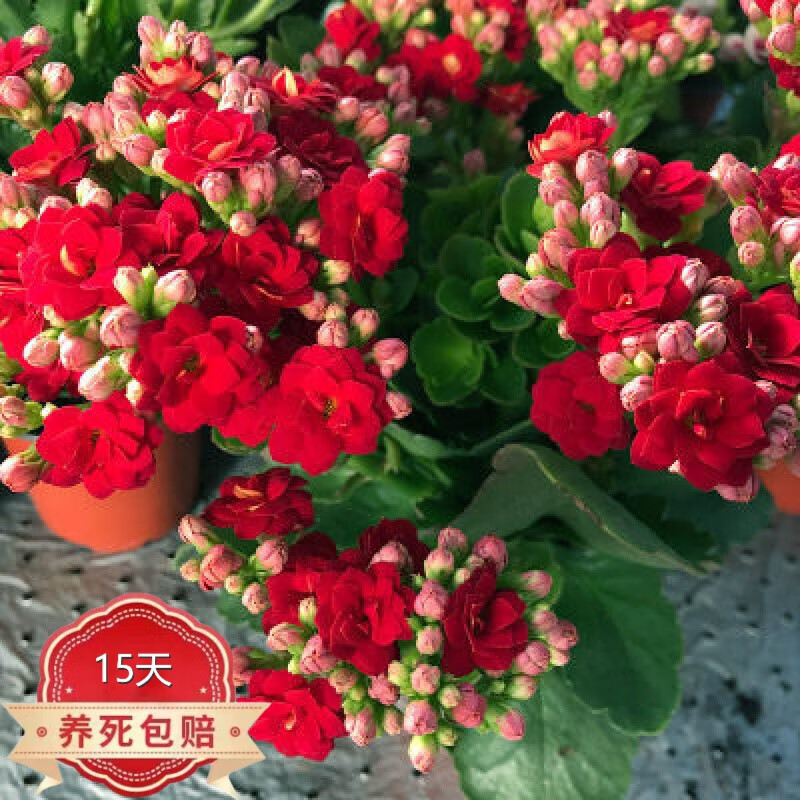 沭之美长寿花盆栽花苗室内开花的花卉植物 红色长寿花 塑料加仑盆 土