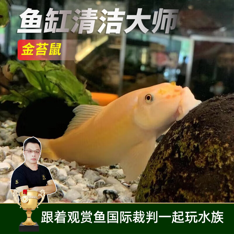 云峰海瑞清洁鱼活体热带鱼观赏鱼水族宠物工具鱼垃圾鱼老鼠鱼鱼缸除藻 金苔鼠鱼4-6cm 3条怎么样,好用不?