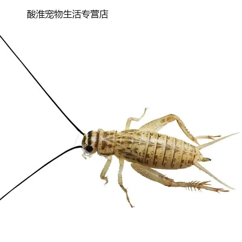 顺丰包邮中华大刀螳螂宠物成体广斧眼斑螳昆虫卵兰花圆盾 蟋蟀50只