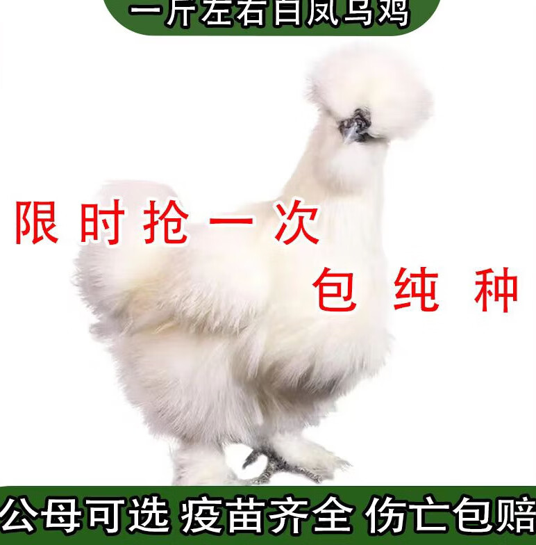 乌鸡乌骨鸡脱温鸡苗乌鸡活苗白乌鸡幼苗 3斤白凤乌鸡2只公母下单备注
