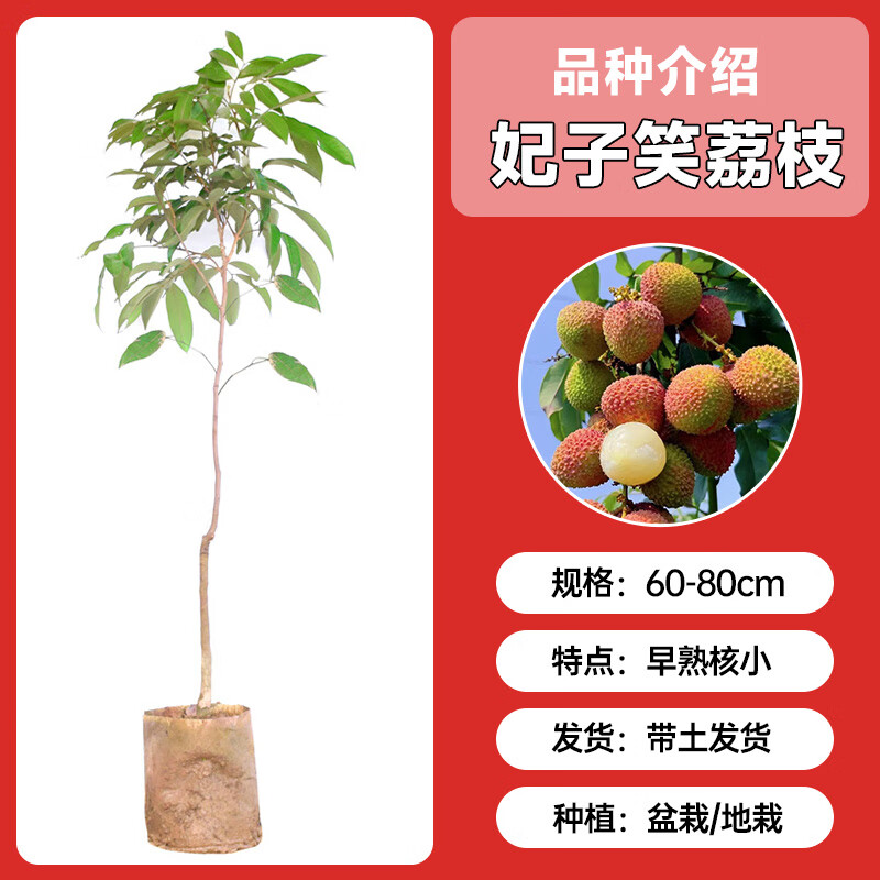 ���ڲ�����������֦�����޺˹�ζ������������Ц�޽�ˮ������Ŵ���ٹ����ɽ��� ����Ц1�ã�60-80cm��