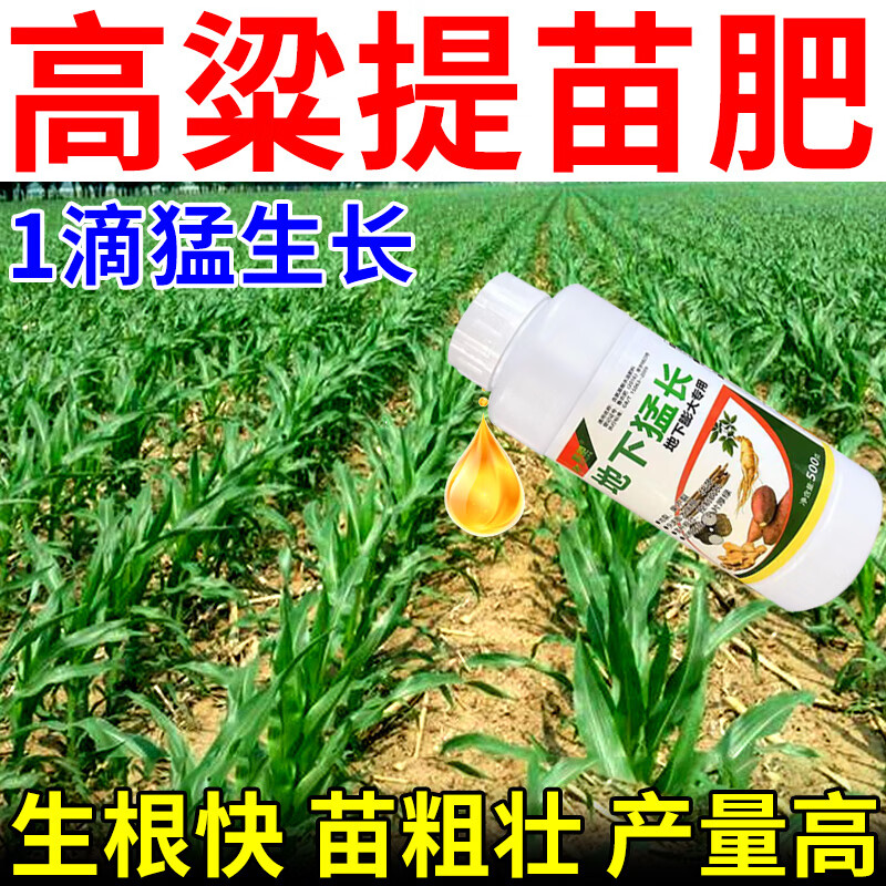 高粱提苗暴长高粱生根剂生根液促进生根死苗猝倒黄苗专用增产肥料 1