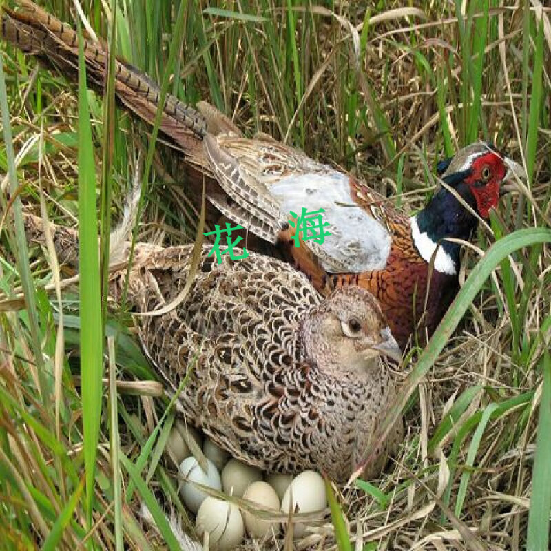 采缇(caiti)山鸡活体七彩山鸡活体公母一对珍珠鸡宫廷鸡农家散养活体