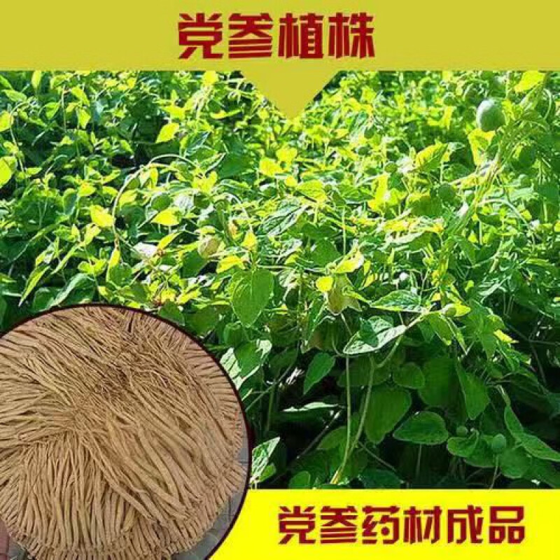 野生中药材 党参种苗 中国板参苗子种根庭院盆栽爬藤植物四季易活
