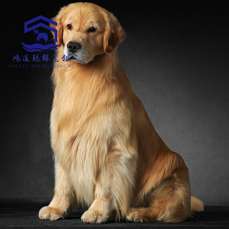 幼犬金毛犬宠物狗狗金毛活体幼崽幼犬金毛幼犬纯种宠物狗 宠物级 公