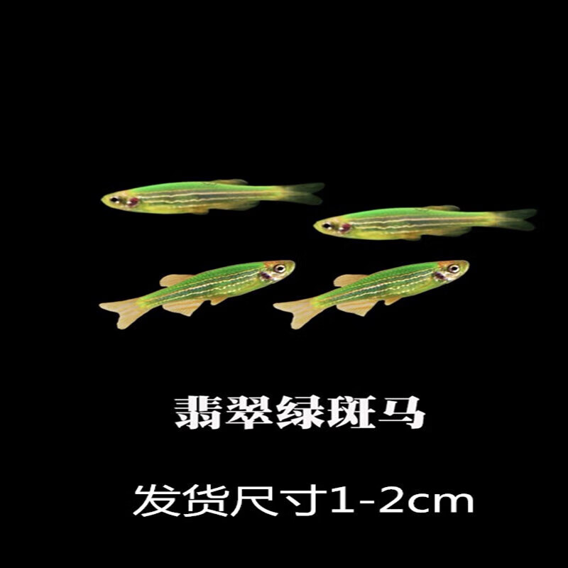 墨之瑶彩裙鱼斑马鱼活体观赏鱼淡水鱼草缸鱼五彩群游鱼小型鱼练手