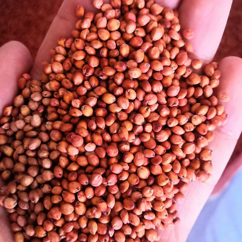 谷真进口美国高丹草种子牧草种子高丹王多叶高产四季养牛羊鹅兔猪鱼草