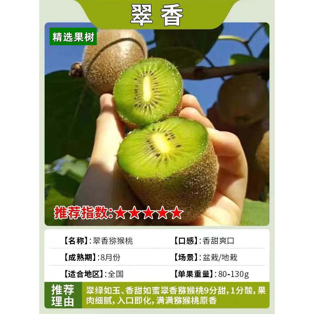 徐香软枣猕猴桃苗 庭院南北方阳台盆栽地栽果树苗 翠香5年苗 结果多多
